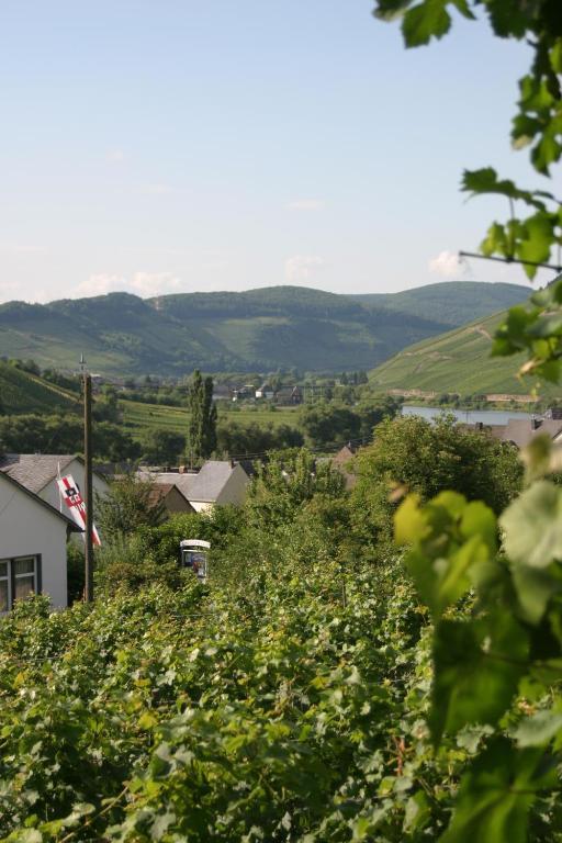 Ferienweingut Hirschen Schulstrasse Bed & Breakfast Burg  Ngoại thất bức ảnh